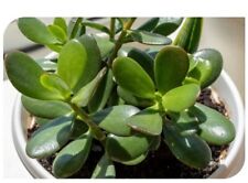 Crassula vata geldbaum gebraucht kaufen  Odenkirchen