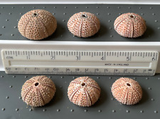 Sea urchin shells for sale  PETWORTH