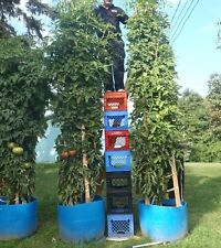 ÁRBOL DE TOMATE * MÁS ALTO * MÁS GRANDE * RENDIMIENTO PESADO * ¡FÁCIL DE RECOGER!  segunda mano  Embacar hacia Argentina