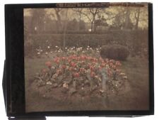 Tulips garden 1922 for sale  Shipping to Ireland