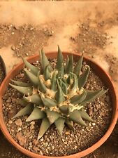 Ariocarpus trigonus f.minima usato  Santeramo In Colle