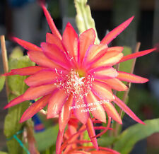 Epiphyllum Coral Dance for sale  Shipping to South Africa