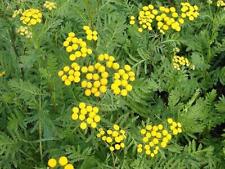 Tansy yellow tanacetum for sale  WELSHPOOL
