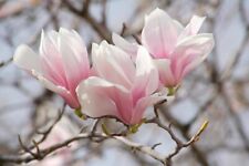 Saucer magnolia 2.5 for sale  Mcminnville