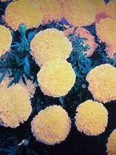 African marigold plant for sale  SOUTHAMPTON