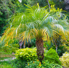 Pygmy date palm for sale  Saint Augustine