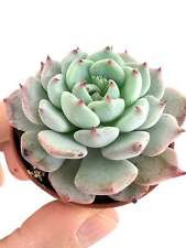 Echeveria sitifukumiama usato  Napoli