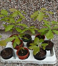 Oak tree saplings for sale  EGREMONT