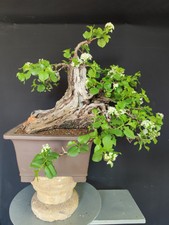 Pre bonsai esemplare usato  San Pancrazio Salentino