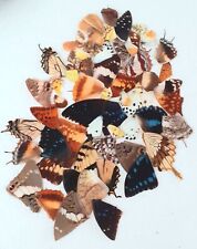Butterfly wings colourful for sale  SLEAFORD