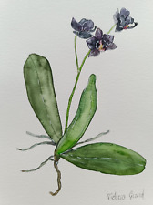 Orchidée noire aquarelle d'occasion  Montbéliard