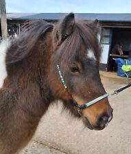 Miniature shetland hand for sale  MARGATE