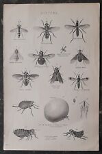 Antique Victorian Insects Print - Diptera (Flies) - 25 x 16cm, used for sale  Shipping to South Africa