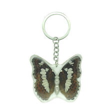Real commander butterfly for sale  STOKE-ON-TRENT