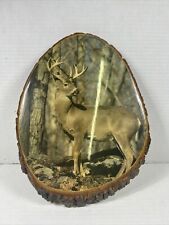 Vintage whitetail buck for sale  Little Falls
