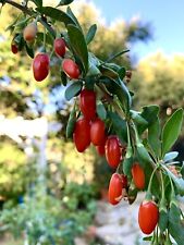 Goji berry wolfberry for sale  Trabuco Canyon