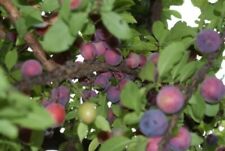 Methley plum tree for sale  Baileyton