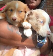 Free dogs puppies for sale  Theodore