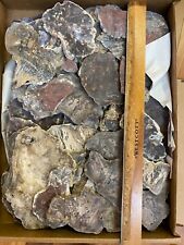 Fossil cycad slab for sale  Orlando