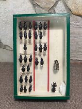 Cabinet curiosity entomologica d'occasion  Expédié en Belgium