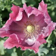 Poppy giant pink for sale  Sevierville