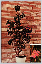 Postal Gatlinburg TN Centro de Atracciones Christus Gardens Crown of Thorns Tree Gatlinburg segunda mano  Embacar hacia Mexico