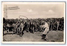 Hungary postcard herdsman for sale  Terre Haute