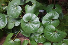 Farfugium japonicum gigantea for sale  Walterboro