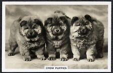 Chow chow puppies for sale  COLEFORD