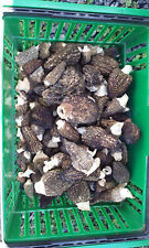 Morel spore grow for sale  Redding