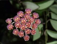 Hoya bilobata raspberry for sale  San Francisco