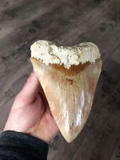 Megalodon zahn fossil gebraucht kaufen  Castrop-Rauxel