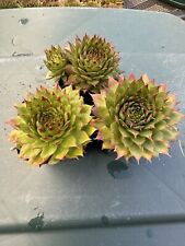 Succulents pack rooted for sale  San Diego