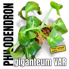 Philodendron giganteum VAR planta joven etablier en Sphagnum segunda mano  Embacar hacia Spain