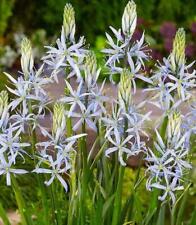 Camassia cusickii spring for sale  Shipping to Ireland