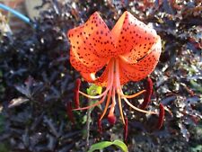 Tiger lily hardy for sale  DURHAM