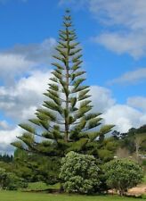 Norfolk island pine for sale  Malta