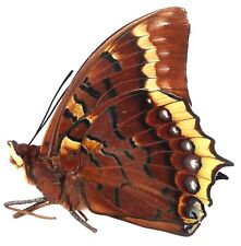 CHARAXES EURIALUS MALE FROM CERAM ISL. (A-) for sale  Shipping to South Africa