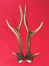 sika deer antlers for sale  DUNDEE