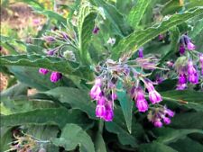 True comfrey seeds for sale  Cumberland