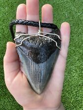 Authentic megalodon giant for sale  Boca Raton