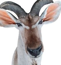 Tier präparat kudu gebraucht kaufen  Niedernberg