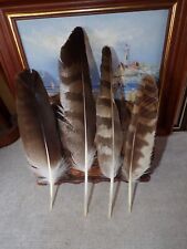 Eagle, buzzard, goshawk, owl feathers for sale  Shipping to South Africa