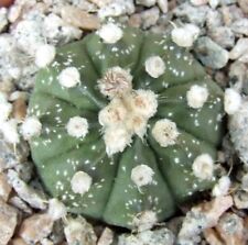 Astrophytum asterias capricorn for sale  EASTBOURNE