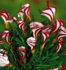 100pcs pack oxalis for sale  Shipping to Ireland