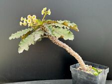 Euphorbia francoisii capsainte for sale  Marana