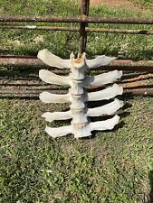 Real cow spine for sale  Troup