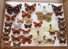Butterflies framers for sale  THORNTON HEATH