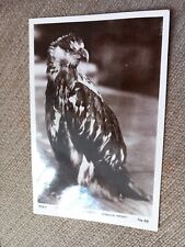 sea eagle for sale  KINGSWINFORD