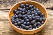Organic sloe berries for sale  LOCKERBIE